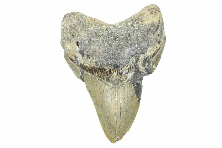 Bargain, Fossil Megalodon Tooth - North Carolina #371675